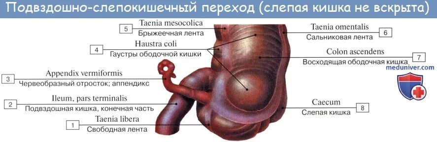 Острый аппендицит: почему теряют аппендикс. По каким симптомам определить острый