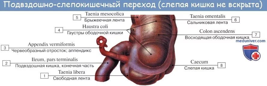 Слепая и подвздошная кишка. Слепая кишка и аппендикс анатомия. Слепая кишка и червеобразный отросток анатомия. Слепая кишка и червеобразный отросток строение. Слепая кишка строение стенки.