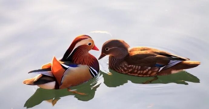 Уточки мандаринки фен шуй. Утки мандаринки для привлечения любви. Утки мандаринки для привлечения любви. Утки мандаринки для привлечения любви. Уточки-мандаринки символ.