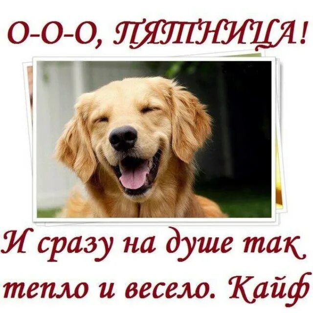Смешно утро пятницу. Пятница собака. ура пятница собаки. пятница с добрым утром веселые щенки. пятница открытка собака.