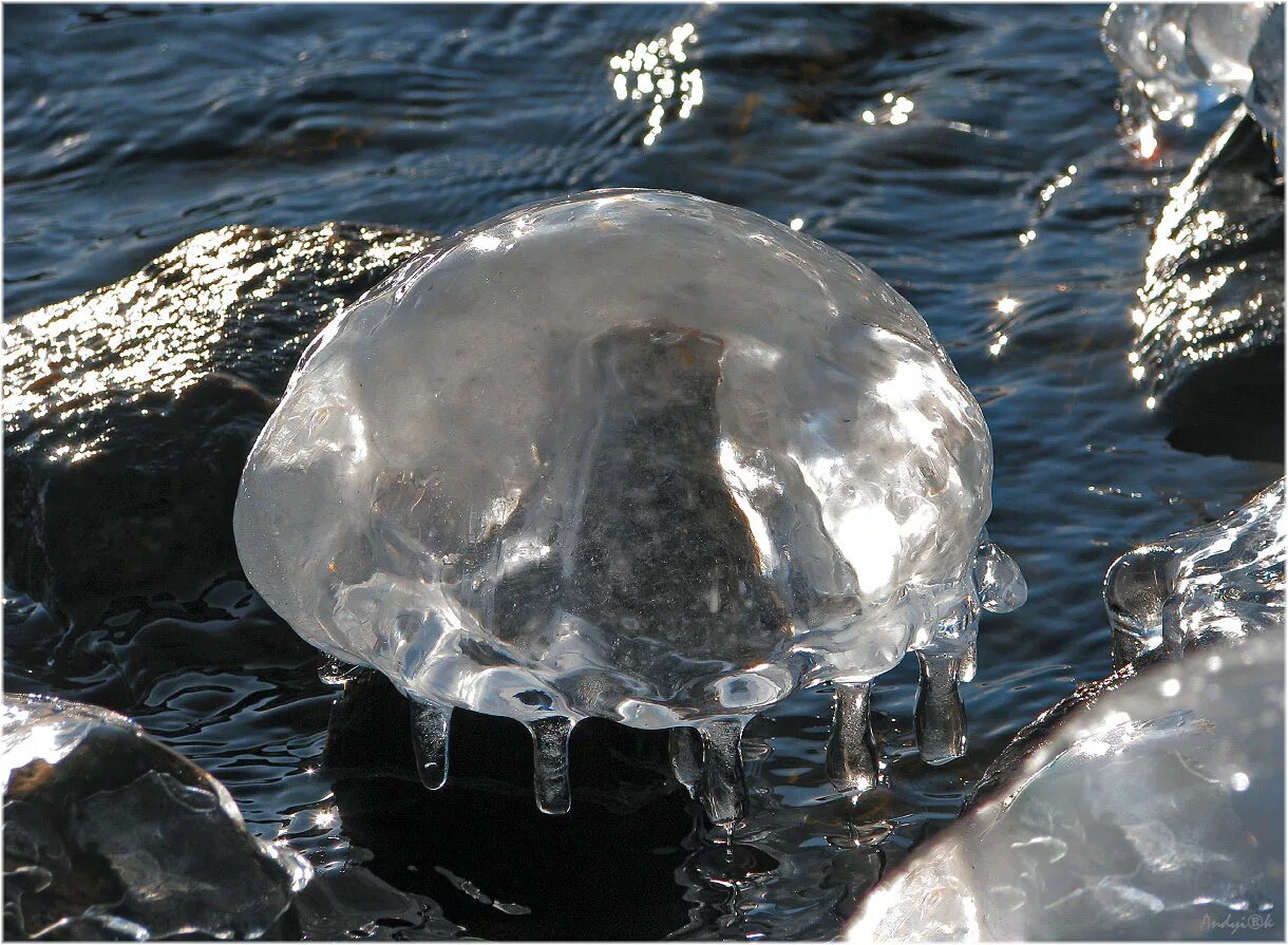 Медузы зимой. Медузы в турции. Медуза на аву. Медуза корнерот. Медуза на черном фоне.