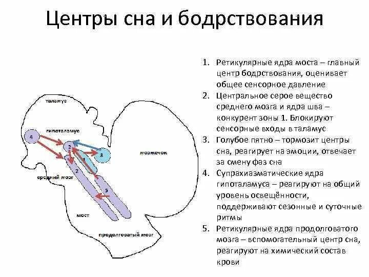 Центр сна в мозге. Структуры мозга участвующие в регуляции сна и бодрствования. Главный центр сна головного мозга располагается в. Схема регуляции сна и бодрствования. Физиологические механизмы сна и бодрствования физиология.