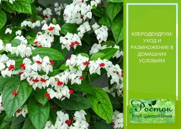 Клеродендрум паникулатум желтый. Клеродендрум томпсона. Клеродендрум посадка. Клеродендрум джон. Клеродендрум томпсона.
