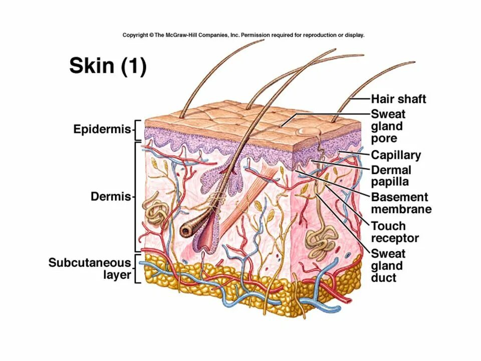 Skin structure. Skin structure and functions. Epidermis structure. Skin layer structure. Two layer