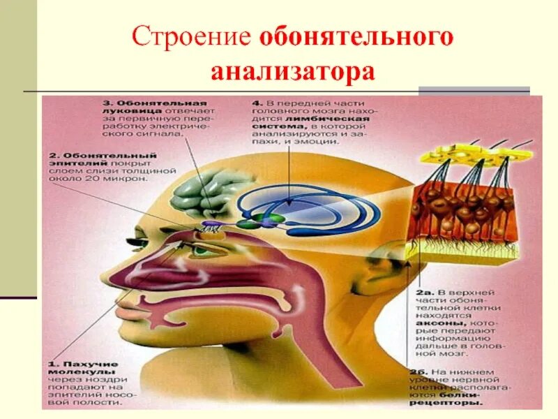 Орган обоняния отделы. Строение рецепторов обонятельного анализатора. Строение проводникового отдела обонятельного анализатора. Функции периферического отдела обонятельного анализатора. Функции обонятельного анализатора 8 класс.