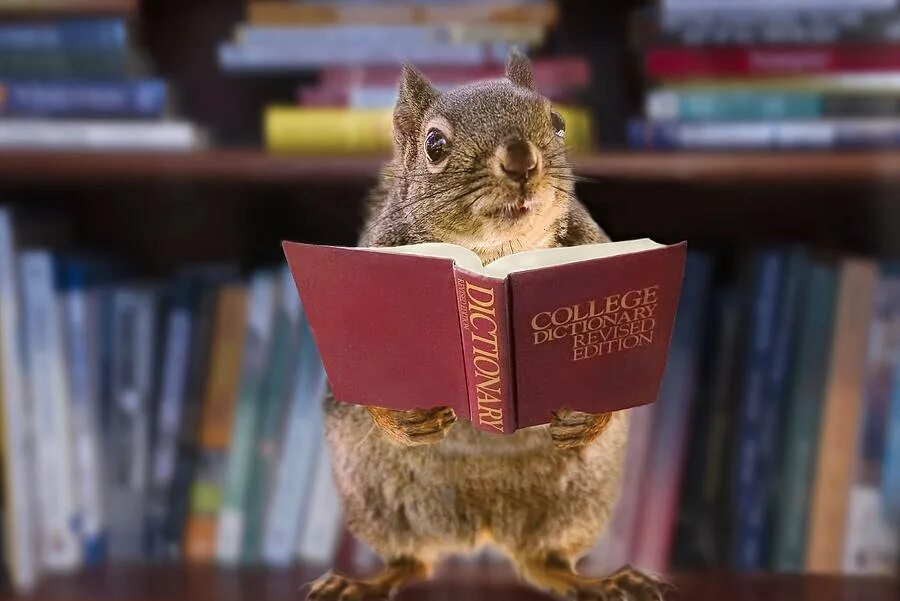 Чтение книг о животных. Книга животные. животные читают книги. зверек с книжкой. белка с книгой.
