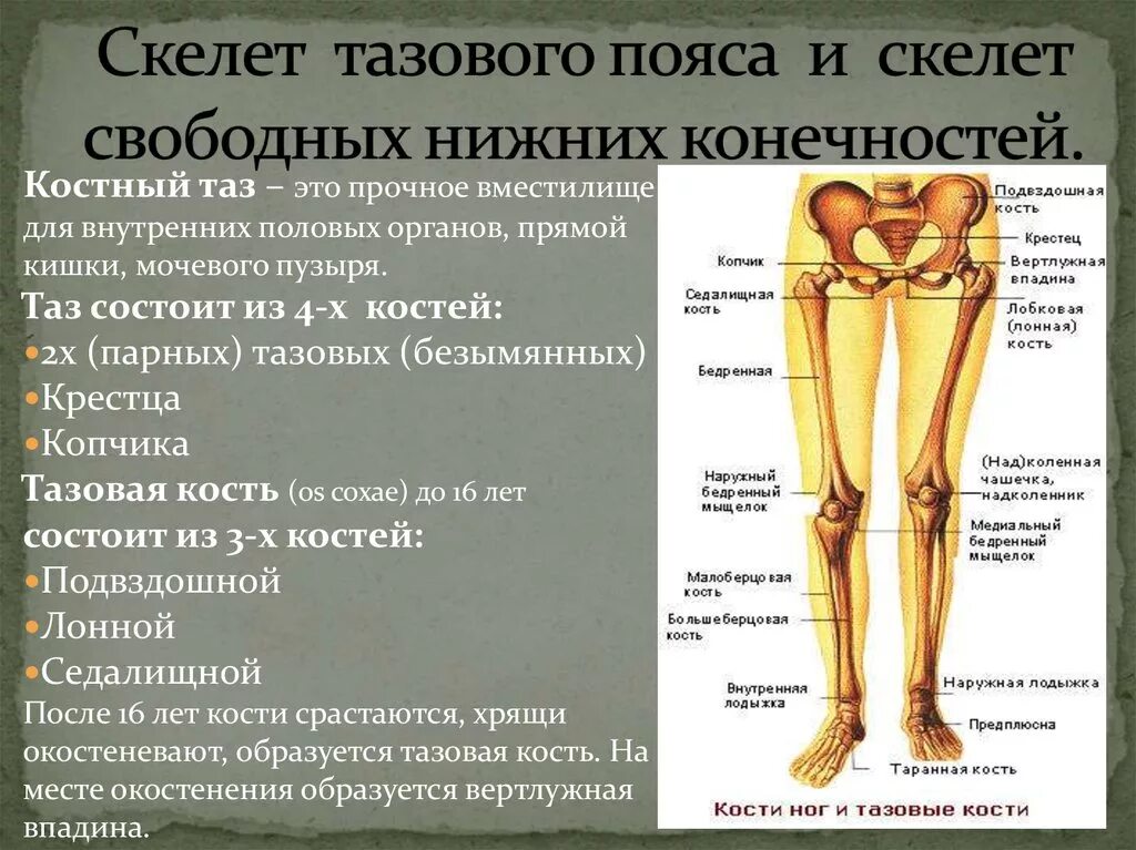 Соединение костей особенности строения конечностей. Скелет тазового пояса нежный конечнести. Скелет нижней конечности тазовая кость пояс. Кости нижней конечности анатомия тазовая кость. Пояс нижней конечности тазовая кость.