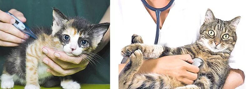 Где сделать бесплатную прививку кошкам. Вакцинация котят. Прививки котятам. Токсоплазмоз прививка для кошек. Вакцинация котят вислоушек.