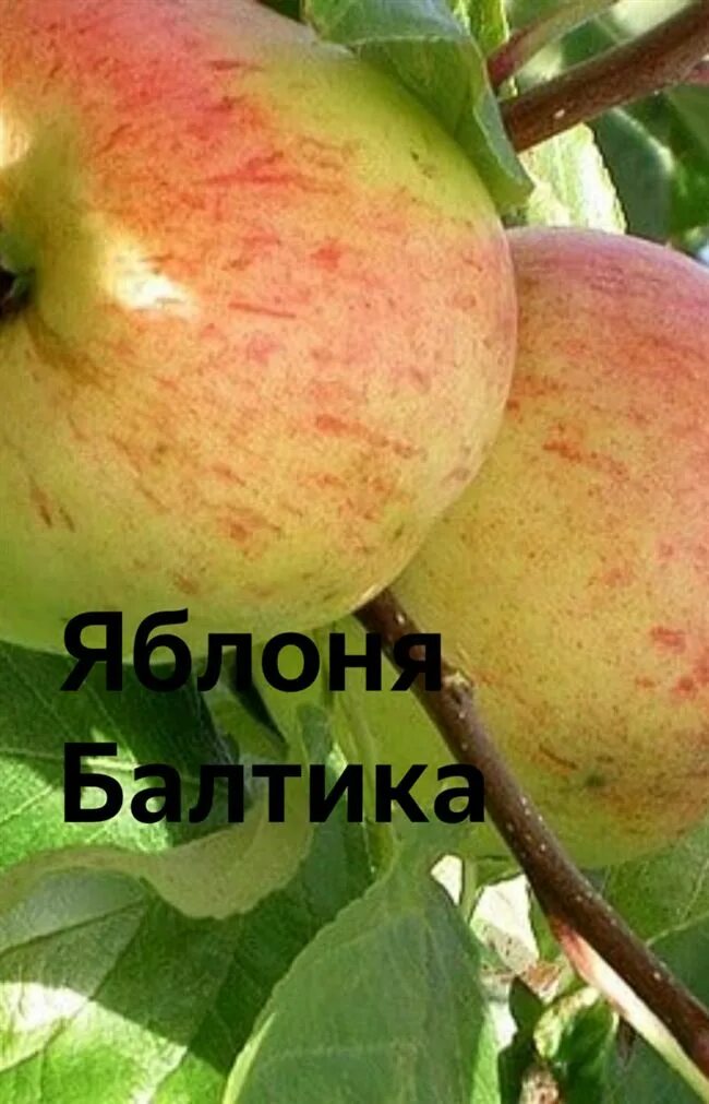 Саженцы яблони балтика купить в Москве по цене от 690 рублей