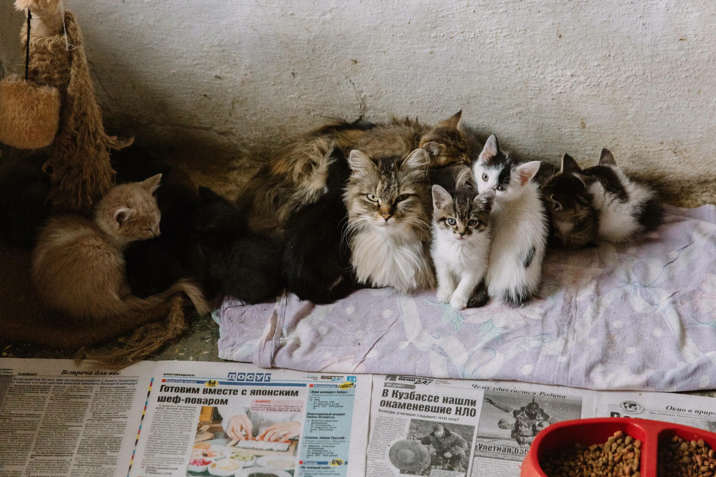 Котенок. Куда отдать котят. Куда отдать котят. Пристрой котенка в добрые руки. Котята в приюте.