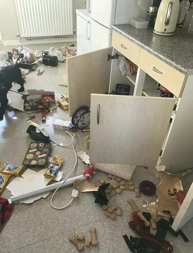 Проделки собак в квартире. Оставили дом 1 собаку. Дом для собаки. Оставили дом 1 собаку. Собаки для квартиры.