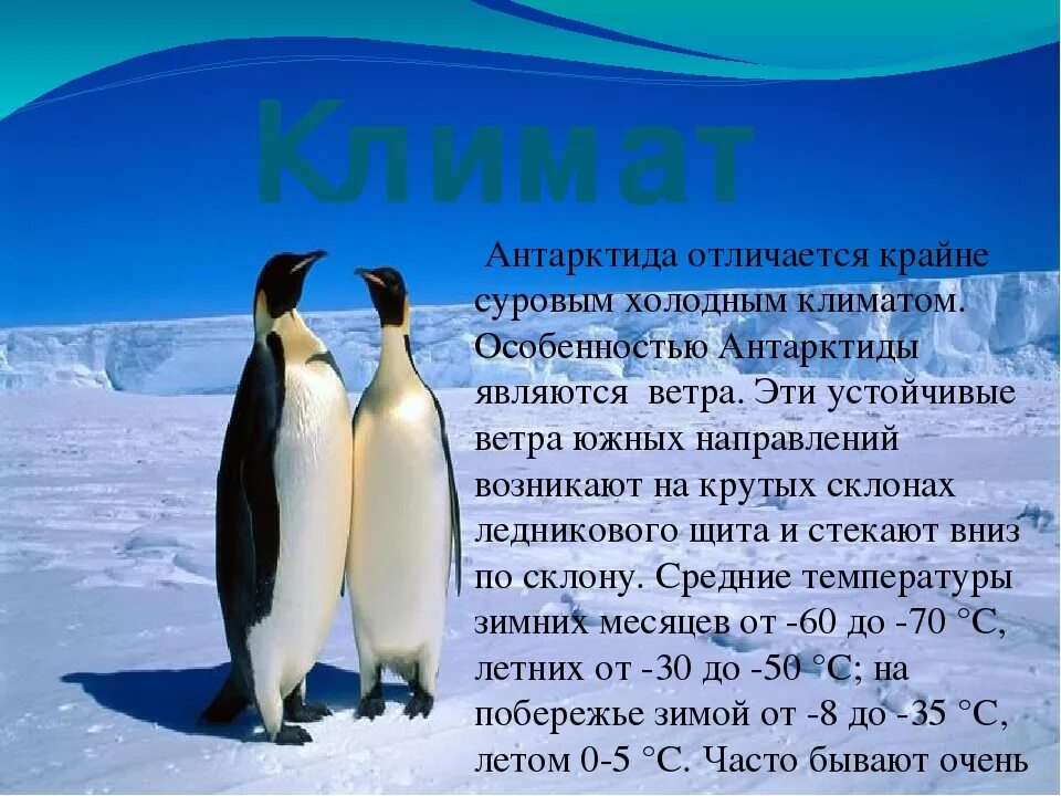 Текст про антарктиду. Антарктида презентация. Антарктида доклад. Антарктида проект. Слайд на тему Антарктида.