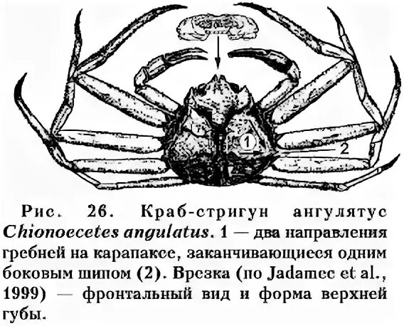 Строение Камчатского краба схема. Краб Стригун строение. Внешнее строение краба. Строение панциря краба.