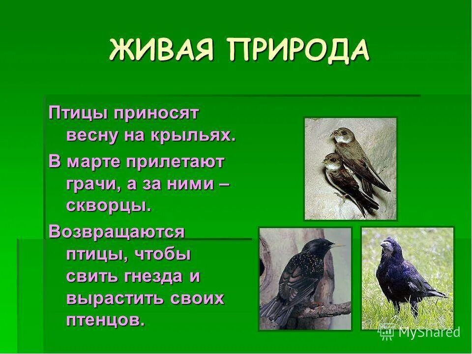 Какие перелетные птицы возвращаются весной. Рассказ о птицах весной. Рассказ о птицах которые прилетают весной. Презентация весенние птицы. Сообщение о птицах весной.