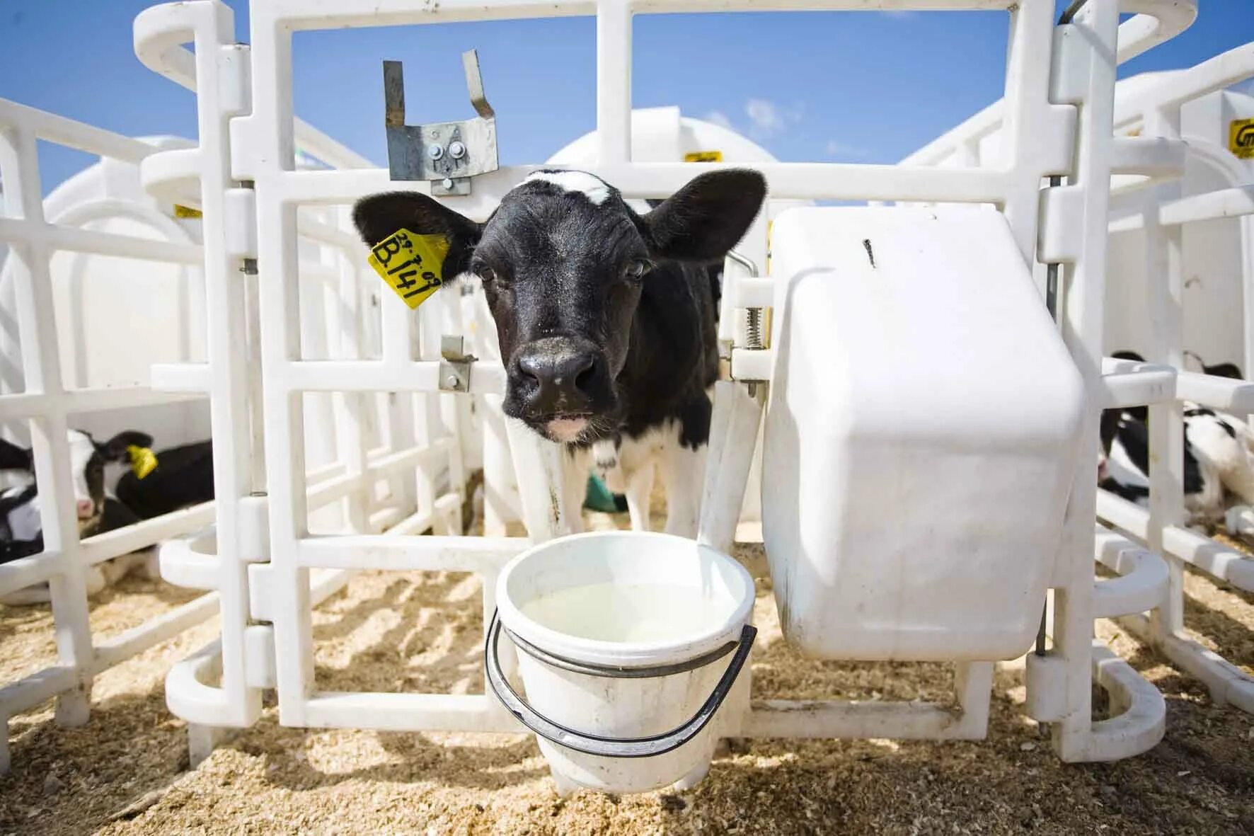 Доение коров. Ферма для дойных коров. Ферма молоко корова. Коровы в коровнике. Коровы на ферме.