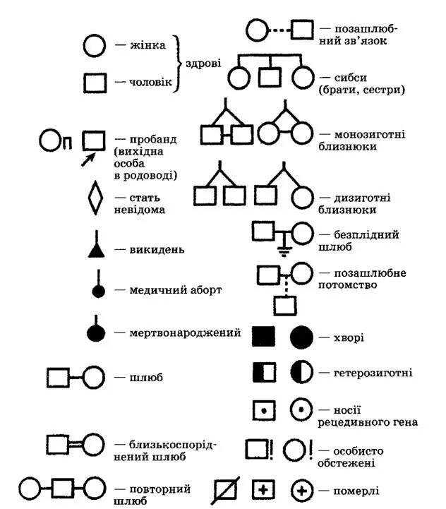 Условные обозначения в генеалогическом древе