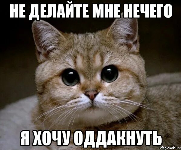 Володя пидрила. Когда нечем заняться. Черно белые мемы. Ниочем не жалею кот. Мемы с котом.