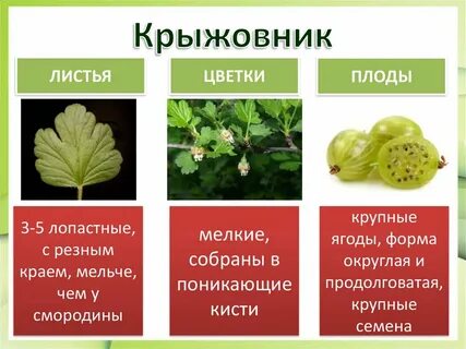 Какой лист смородины