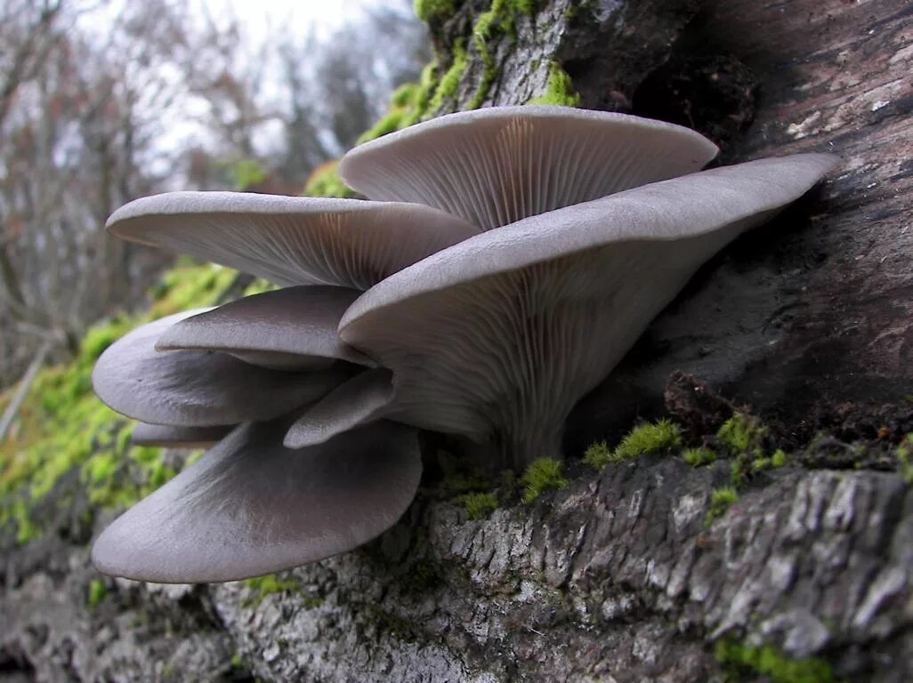 Трутовиком в природе. Вешенка обыкновенная (Pleurotus ostreatus). Вешенка Pleurotus ostreatus. Вёшенка обыкновенная грибы. Вёшенка устричная (Pleurotus ostreatus).