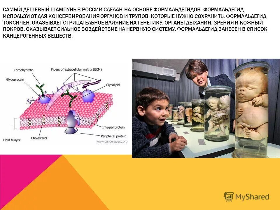 Влияние косметики на организм человека проект