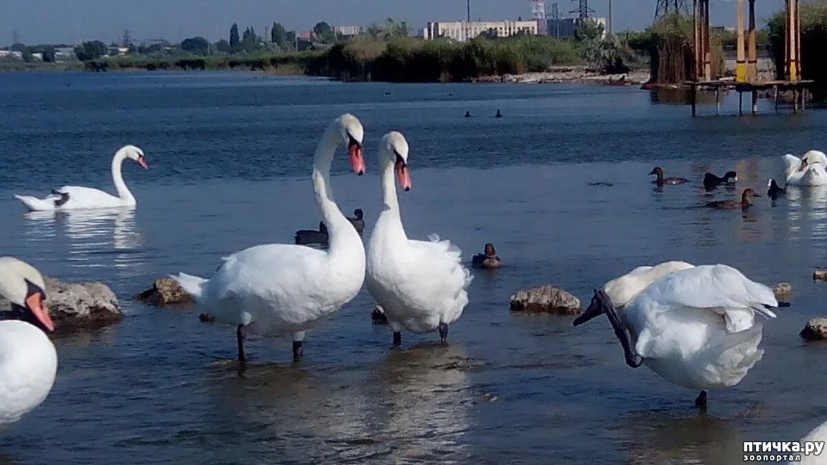 Озеро Лебединое находка. Озеро Лебединое Ейск. Дальний Восток Лебединое озеро. Лебединое озеро Новороссийск. Лебединое озеро севастополь