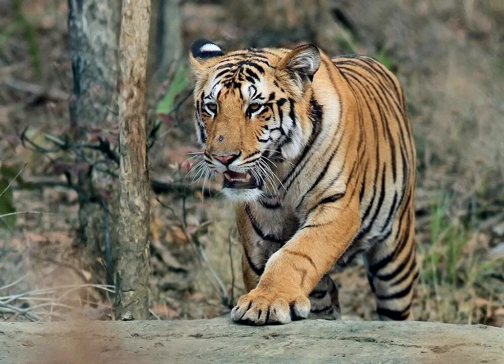 Бенгальский тигр. Африканский тигр. Тигр Юго Восточной Азии. Тигр в Африке. Бенгальский тигр подвид тигра