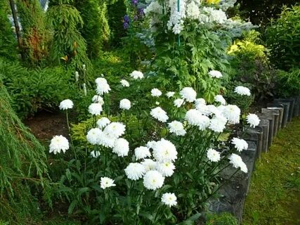 Хризантема платье невесты выращивание