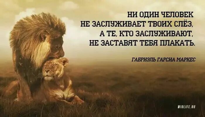 Чтобы быть царем зверей. Обиженный Лев. Спокойствие Льва. Сильный Лев. Лев и львица.