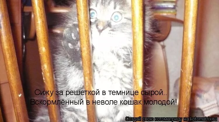 Сижу за решеткой в темнице сырой размер. Сижу за решеткой в темнице сырой размер