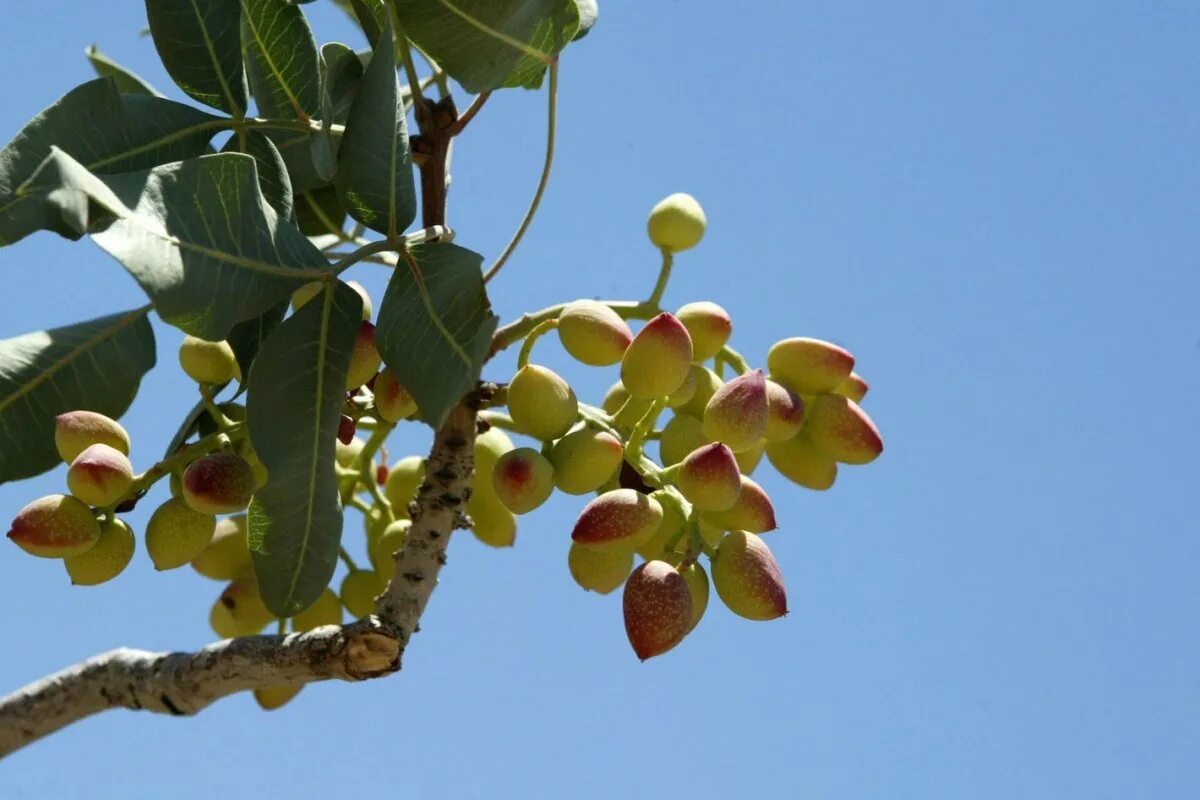 фисташковое дерево (pistacia vera). фисташковое дерево самарканд. фісташка туполиста плоды. фисташковое дерево крона. фисташковое дерево в узбекистане.