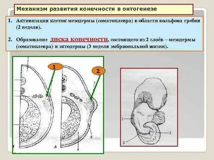Усвоение фонетических норм в онтогенезе