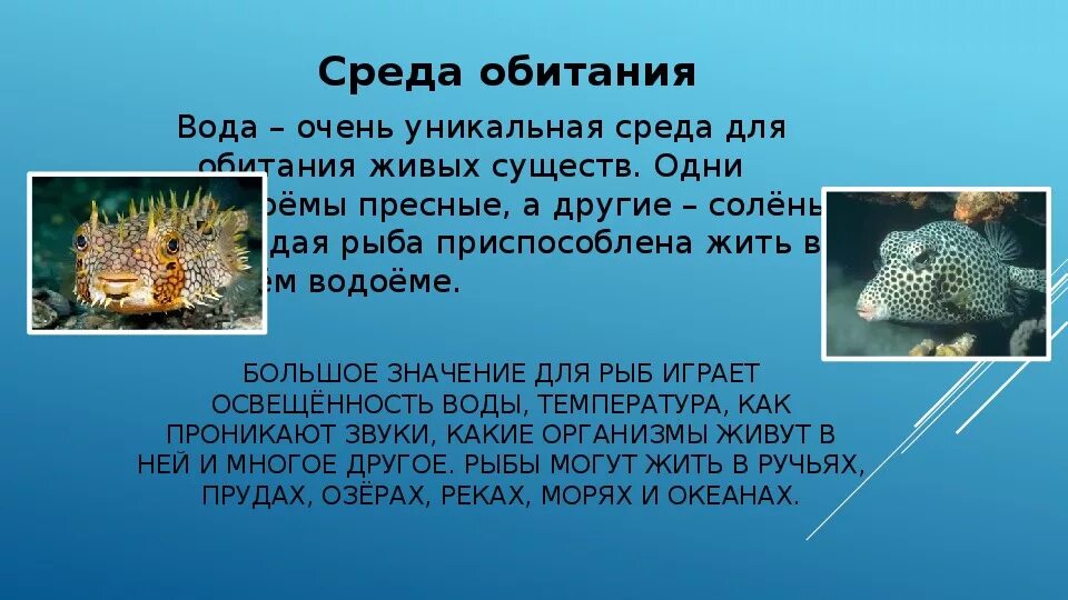 Пища в водной среде обитания. Среда обитания рыб. Водная среда обитания рыбы. Образ жизни рыб. Характеристика среды обитания рыб.