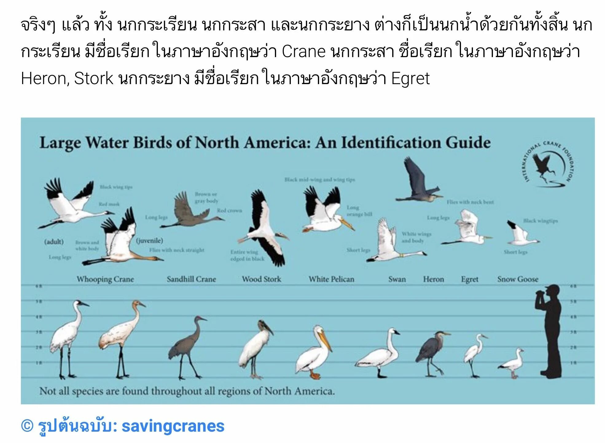 Перевести птиц на английский. Stork перевод. All Birds species. Сторк Бирд. White Birds игры.