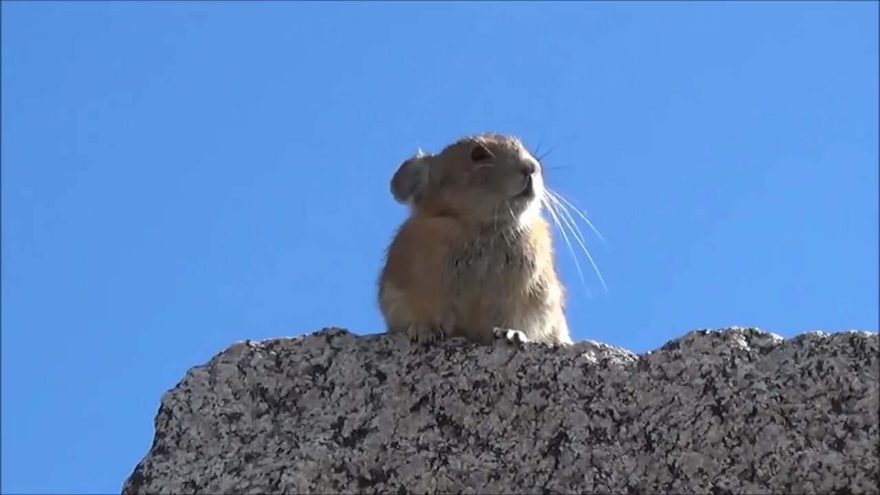 Суслик кричит видео. Гора хомяк. Орущий суслик. Суслик кричит.