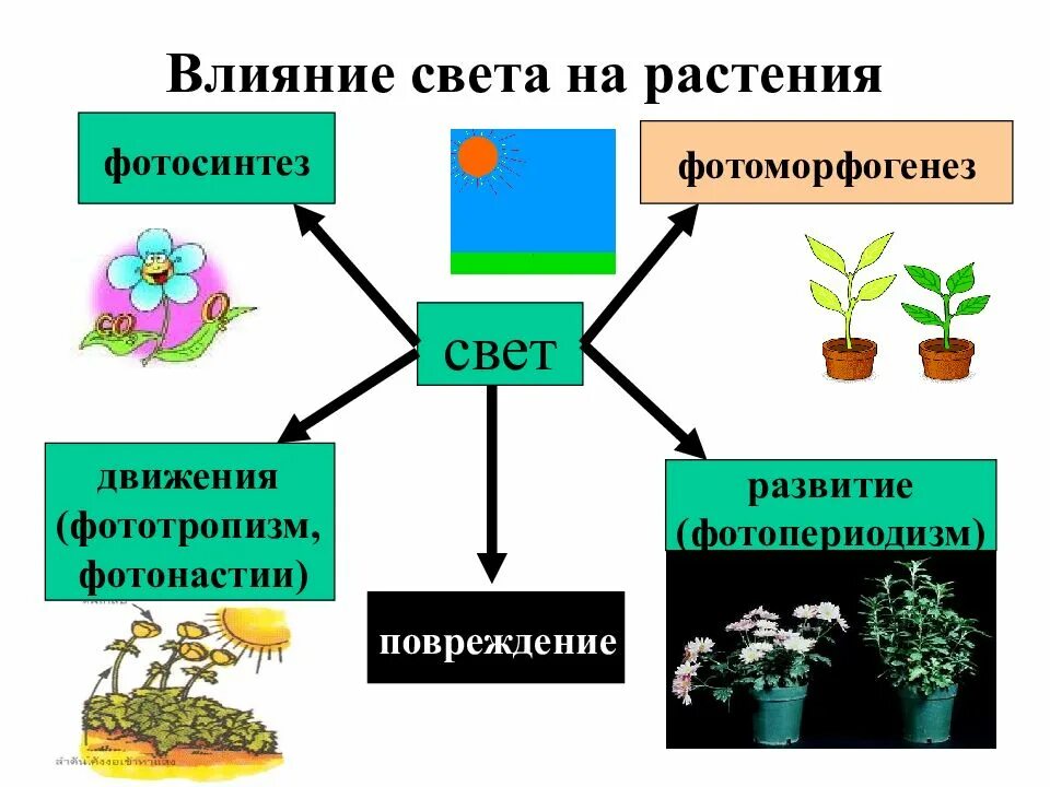 Каково значение деления в жизни растения. Влияние света на растения. Влияние растений. Влияние света на рост растений. Роль света в жизни растений.