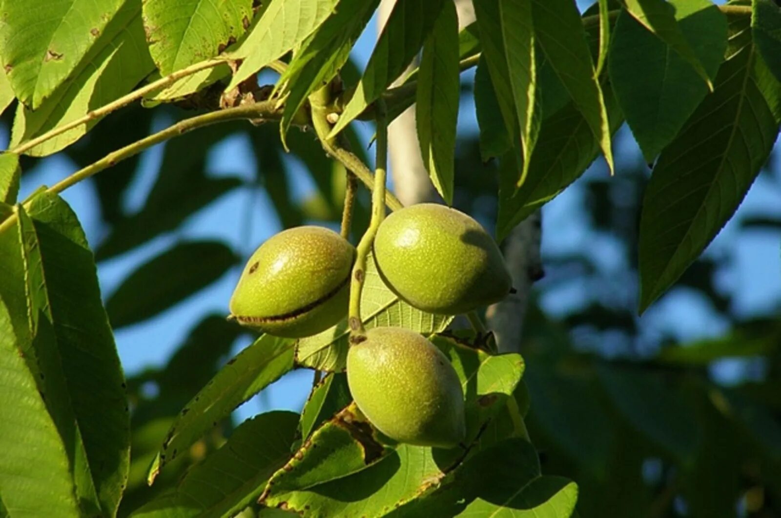 Орех зибольда. Орех маньчжурский - juglans mandshurica плод. ). Орех маньчжурский(juglans mandshurica maxim). Маньчжурский орех лечебные св ва.