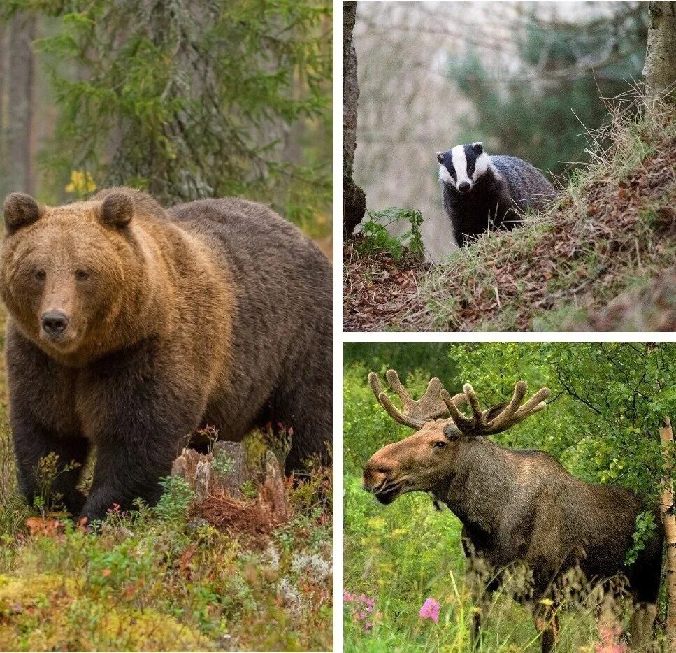 Животные ивановской области. Лось и медведь. Сохатый это медведь. Лосиха и медведь. Медведи в Ивановской области.