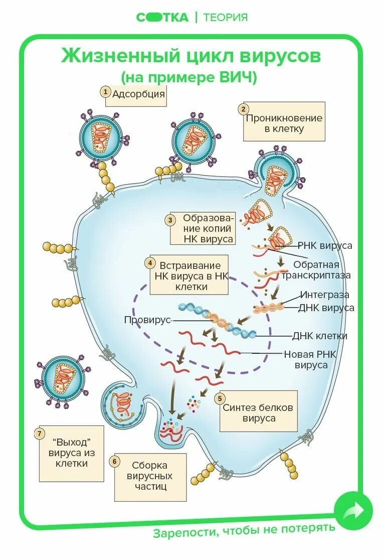 Фазы жизненного цикла вируса. Цикл развития днк вируса. Цикл развития вирусов схема. 5 установите последовательность жизненного цикла вируса. Этапы вируса цикл развития.