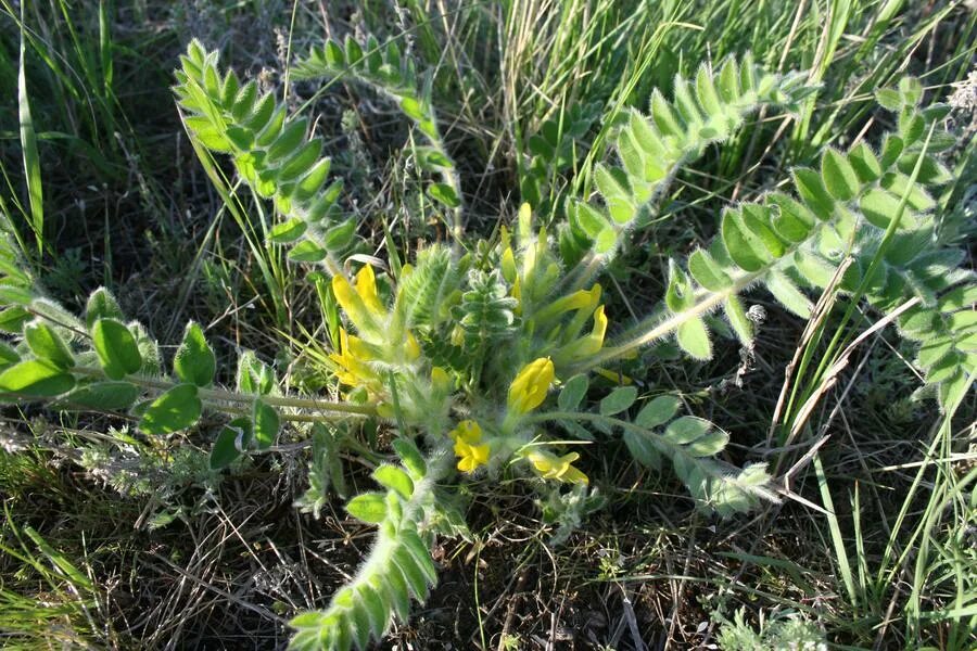 Астрагал шерстистоцветковый. Астрагал шерстистоцветковый (Astragalus dasyanthus Pall.). Астрагал шерстистоцветковый фиолетовый. Астрагал белостебельный. Корень астрагала отзывы