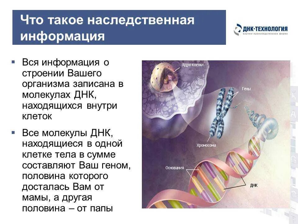 Днк находится в каждой клетке