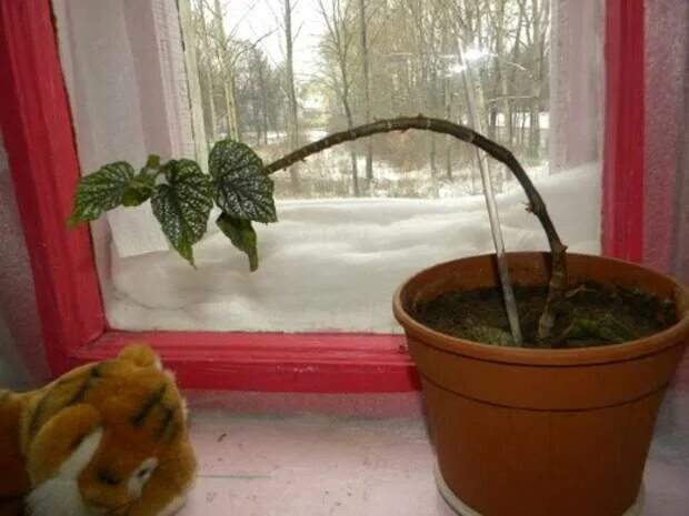 Прищипывать ли бегонию клубневую
