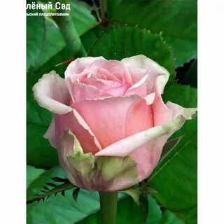 King rose