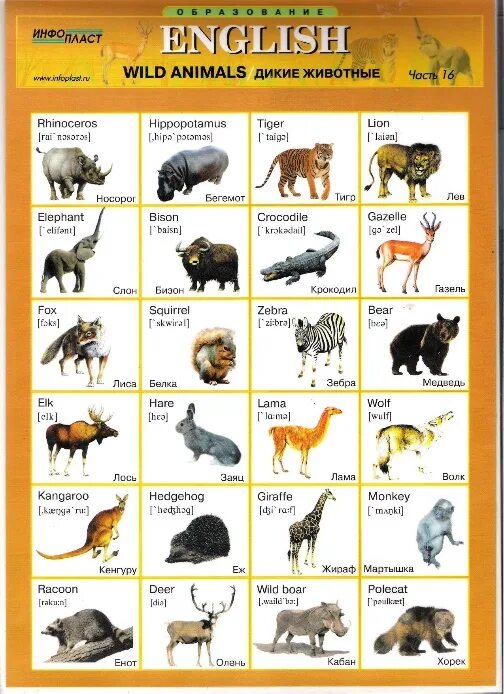 Названия животных на английском языке с переводом на русский 2 класс. Произношения животных. Название животных на английском с переводом на русский. Животные по английскому языку с переводом для детей 2 класс. Английский словарь в картинках для детей.