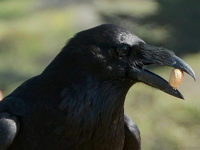 Ворон год рождения. Ворон год рождения. Корвус коракс и вороны. Corvus corax птица. Ворон год рождения.