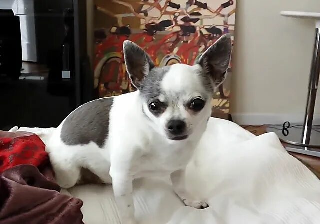 Чихуахуа после. Щенки чихуа мини. Щенки чуа чихуахуа новорожденные. Честер чихуахуа. Рождение чихуахуа щенки.