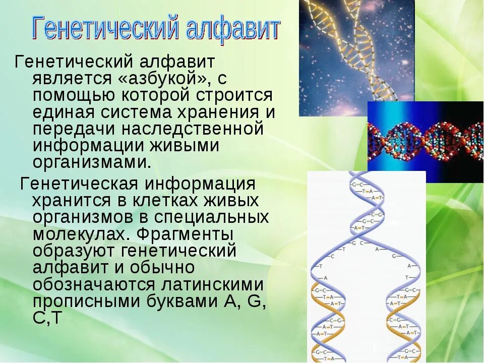 Символы генетики 10 класс. Генетический алфавит. Генетическая информация человека. Азбука генетики наследственные болезни детей. Генетическая информация у человека хранится в.