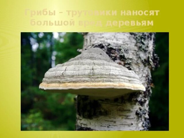Грибы паразиты трутовик биология 5 класс. Трутовик паразит или нет. Какой вред наносит трутовик. Какой вред наносят деревьям грибы трутовики. Трутовик гриб паразит.
