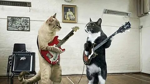 2 поющих кота