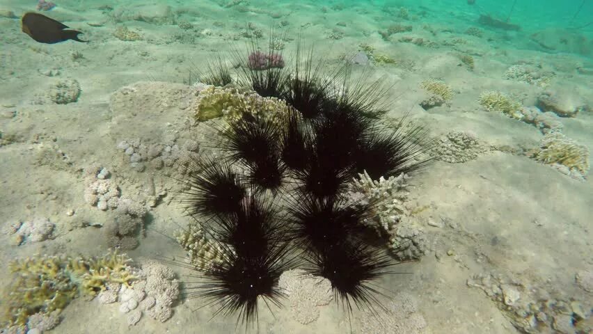 Морской еж красное море