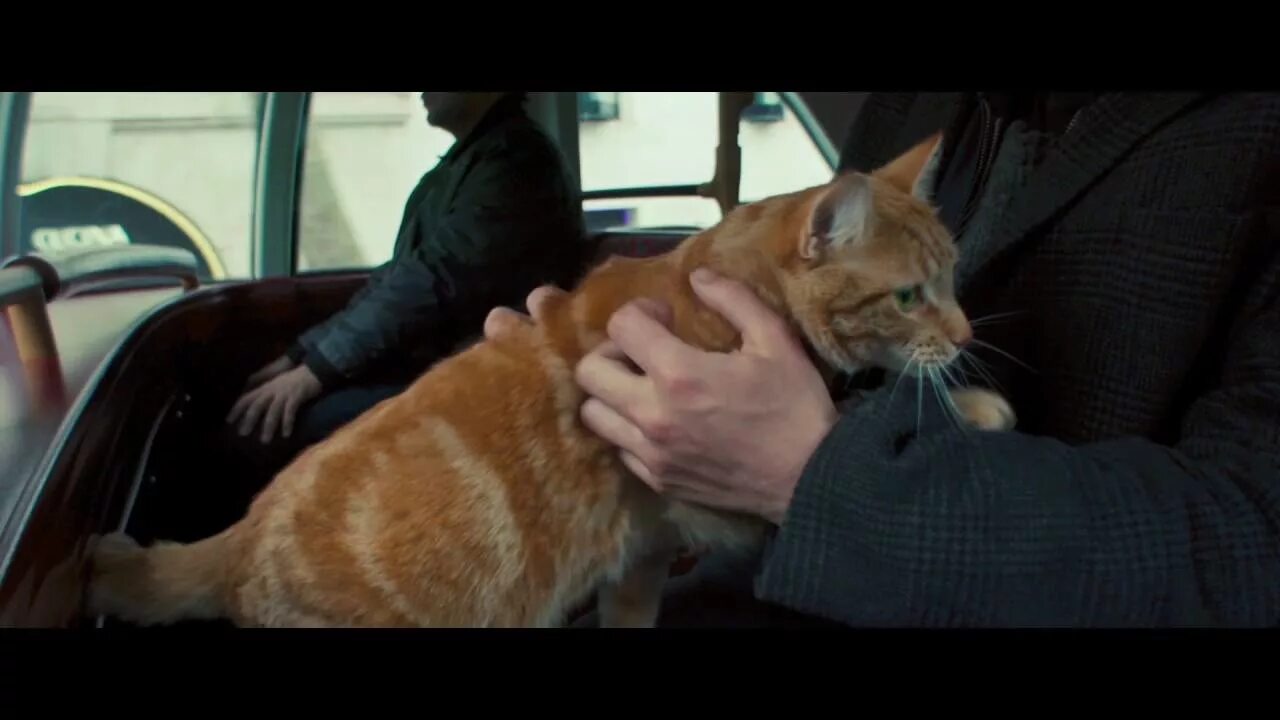 Cat named car
